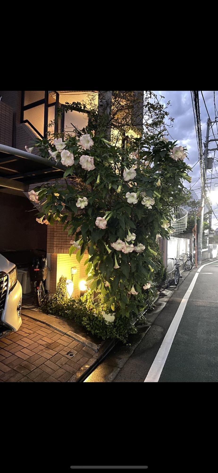 新宿安靜の家-A Quiet Home In Shinjuku - A 26 Square Meter Double Bed Room That Feels Like Home โตเกียว ภายนอก รูปภาพ